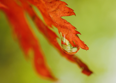 Autumn forest in water drop. Macro with shallow depth of field.の写真素材
