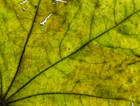 Autumn leaves closeup view - natural background. Shallow depth field.の写真素材