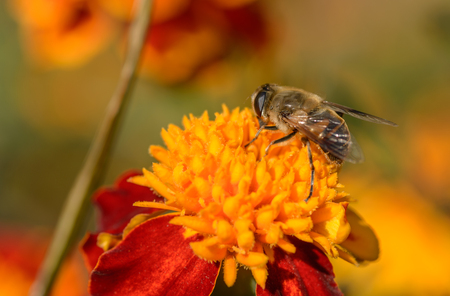 European hoverfly feeding on flower. Selective focus.の写真素材