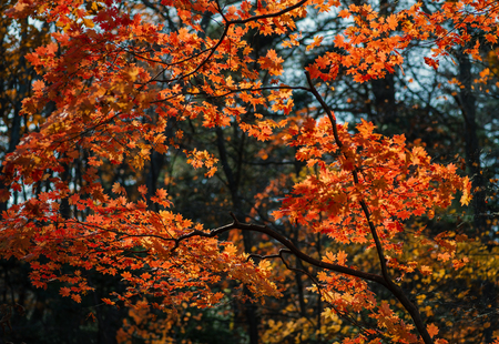 Autumn in forest - maple leaves in sunlight.の写真素材
