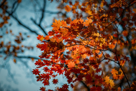 Autumn in forest - maple leaves in sunlight.の写真素材