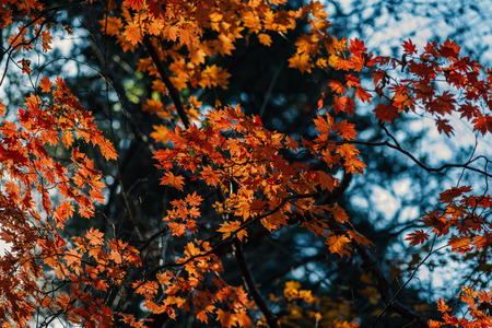 Autumn in forest - maple leaves in sunlight.