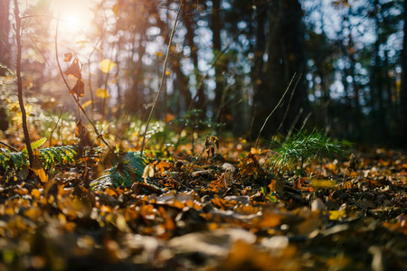 Autumn forest - photo from the ground. Shallow depth of field.の写真素材