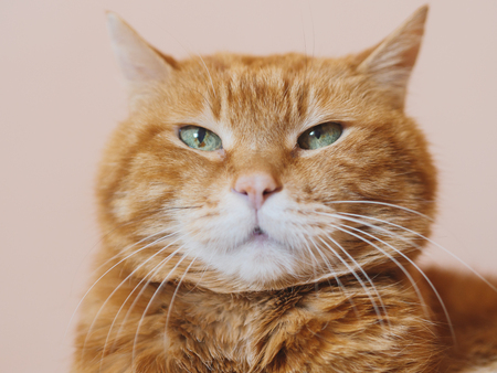 Sleepy red cat. Soft focus on eyes.の写真素材