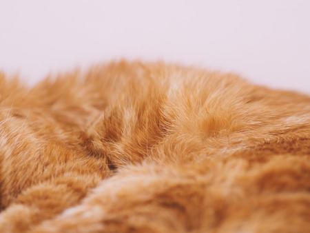 Lovely red cat. Selective focus.の写真素材