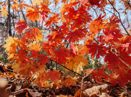 Autumn in forest - maple leaves in sunlight.の写真素材