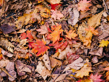Autumn leaves closeup view - natural background.の写真素材