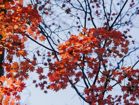 Autumn in forest - maple leaves in sunlight.の写真素材