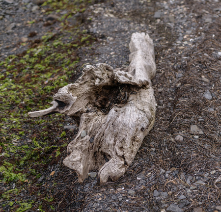 Wooden snag on the dark sand of the beach. Selective focus.の写真素材