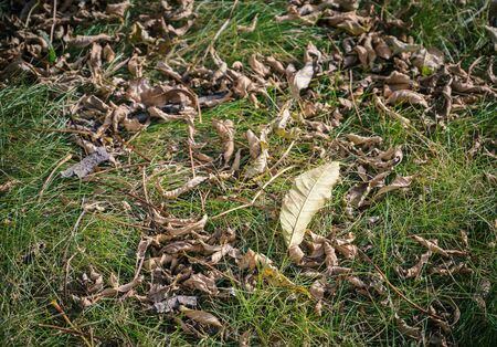 Withered autumn leaves on grass. Selective focus.の写真素材