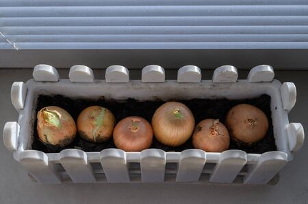 Bulbs of Onions on the windowsill in authentic home interior.の写真素材