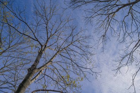 Tree branch silhouette over blue sky background.の写真素材