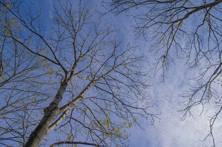 Tree branch silhouette over blue sky background.