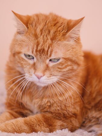 Sleepy ginger cat. Selective focus.の写真素材
