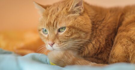 Sleepy ginger cat. Selective focus.の写真素材