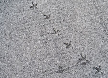Birds footprints on hardened cement.の写真素材