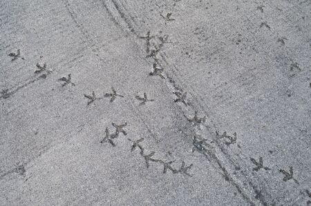 Birds footprints on hardened cement.の写真素材
