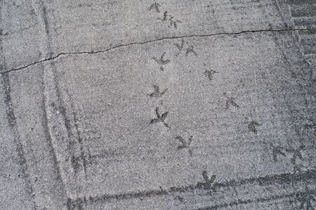 Birds footprints on hardened cement.の写真素材
