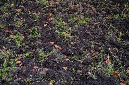 Plowed land covered with autumn leaves.の写真素材