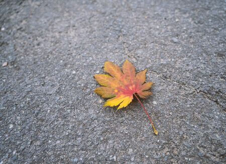 Fallen autumn leaf on asphalt.の写真素材