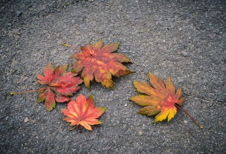 Fallen autumn leaves on asphalt.の写真素材