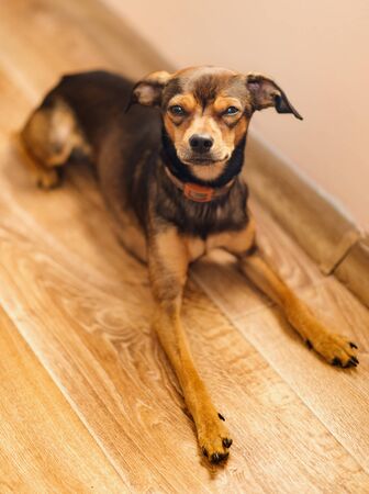 Miniature pinscher puppy at home. Selective focus.の写真素材