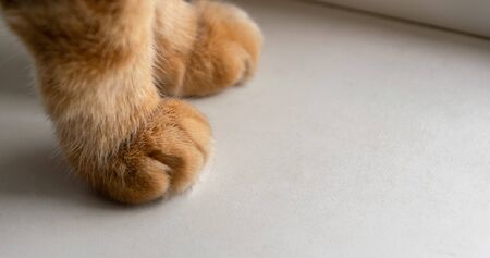 Ginger cat's paws on windowsill.の写真素材