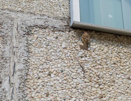 Sparrow is sitting on the wall of the house.の写真素材