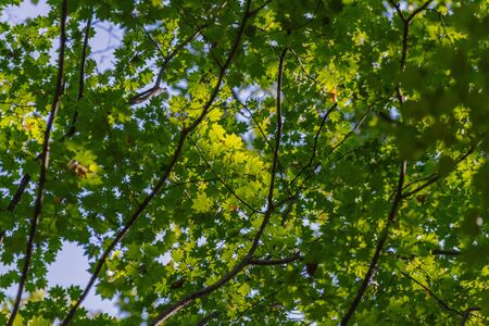 In summer forest. Natural background.の写真素材