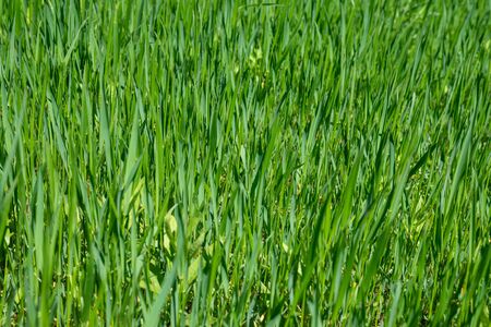 Fresh green grass as background. Selective focus with shallow depth of field.の写真素材