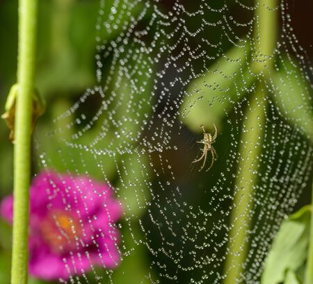 Small spider sits on his cobweb. Selective focus with shallow depth of field.の写真素材