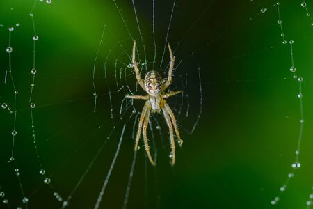 Small spider sits on his cobweb. Selective focus with shallow depth of field.の写真素材