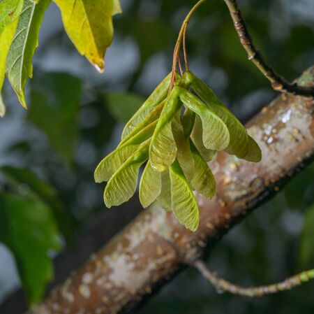 Green maple seeds on the tree after the rain.の写真素材