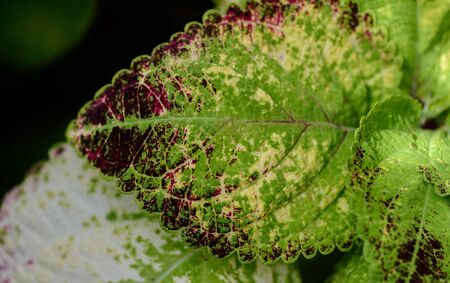 Leaves of Coleus in the garden. Selective focus.の写真素材