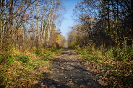 In Autumn Forest. Natural background.の写真素材