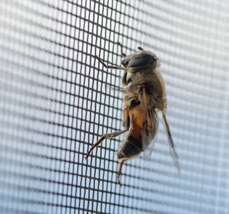 European hoverfly. Macro. Selective focus.の写真素材