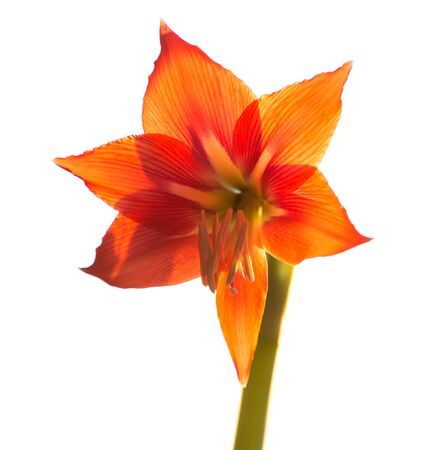 Red lily on a white background.の写真素材