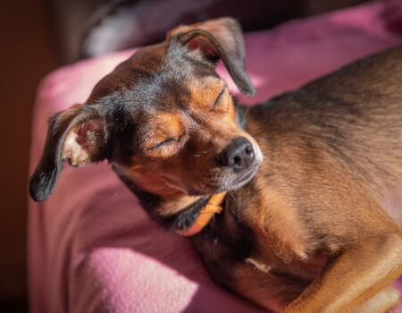 Miniature pinscher puppy rest at home. Selective focus.の写真素材
