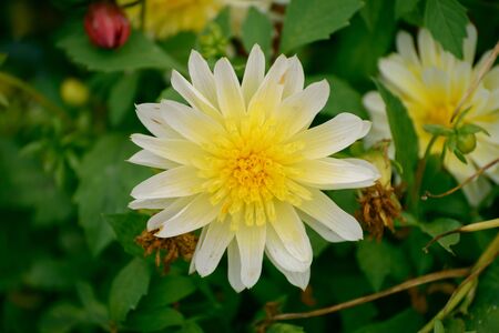 White Ñhrysanthemum in the garden. Selective focus with shallow depth of field.の写真素材