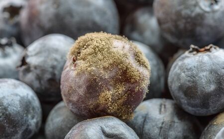 Mold on blueberry berry. Macro with selective focus.の写真素材