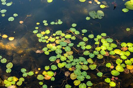 View at pond at summertime.の写真素材