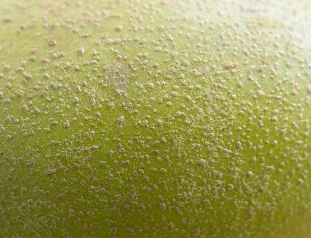 Macrophotography of kiwi surface.  Selective focus with shallow depth of field.