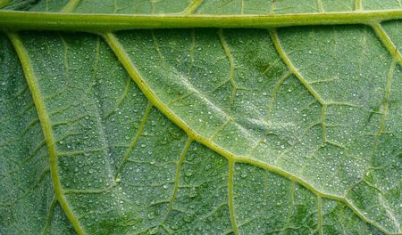 Green leaf burdock as background. Selective focus.の写真素材