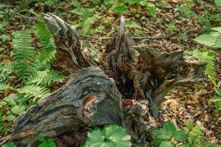 Driftwood in summer forest. Selective focus.の写真素材