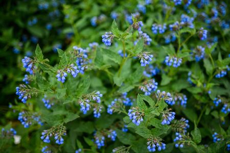 Flowers of Symphytum asperum. Selective focus.の写真素材
