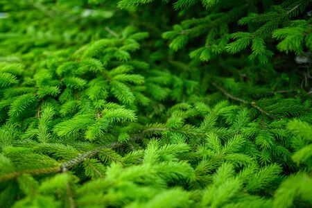 Pine branches at sunlight. Selective focus. Shallow depth of field.の写真素材