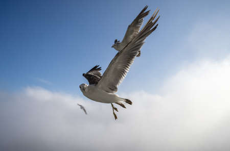 Flying seagulls over blue sky.の写真素材