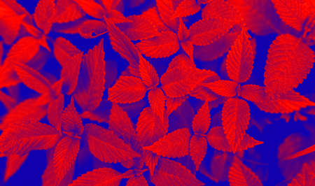 Abstract nature background - colorful leaves.の写真素材