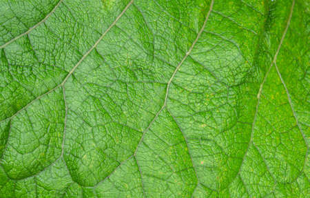 Green leaf burdock with water drops as natural background. Selective focus.の写真素材