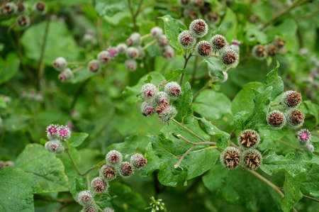 Flowers of Great Burdock (Arctium lappa). Selective focus with shallow depth of field.の写真素材